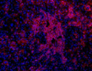Oval Cell Marker OC2 Antibody (clone OC2-4E8)