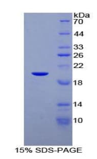 Human CEBPG / CEBP Gamma Protein (Recombinant His-T7)