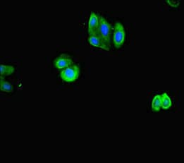 ACTL9 Antibody
