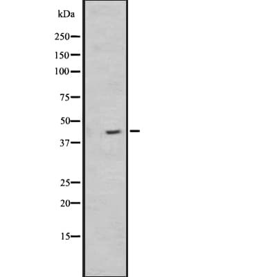 NPSR1 / NPSR / GPR154 Antibody