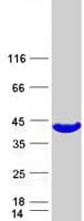 Human GALE / UDP-Glucose 4-Epimerase Protein (Recombinant Myc-DDK (Flag))