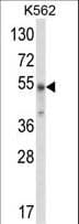 WDSUB1 Antibody (aa303-331)