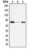 SLC6A14 Antibody (C-Terminus)