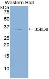 KLF4 Antibody (aa187-474, APC)