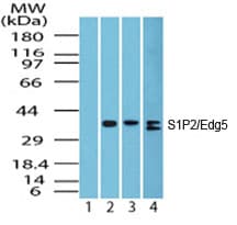 Polyclonal Rabbit anti-Human SIPR2 / S1P2 / EDG5 Antibody (aa325-343, WB)