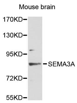 Polyclonal Rabbit anti-Human SEMA3A / Semaphorin 3A Antibody (WB)
