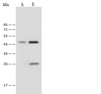 PSMD13 Antibody