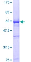 Human GAPDH Protein (Recombinant GST)