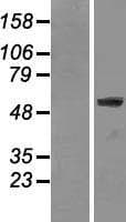 LMNA / Lamin A+C Protein (Over-Expression Lysate Myc-DDK (Flag))
