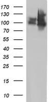 ICAM3 / CD50 Antibody (clone OTI1E7, Carrier-free)