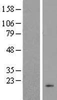 C12orf36 Protein (Over-Expression Lysate Myc-DDK (Flag))