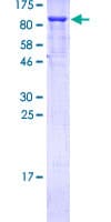 Human TP73 / p73 Protein (Recombinant GST)