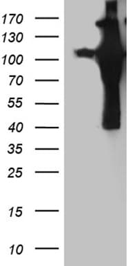 APBB1 / FE65 Antibody (clone OTI1G1)