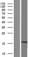 KIAA0040 Protein (Over-Expression Lysate Myc-DDK (Flag))