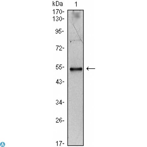 IL34 Antibody