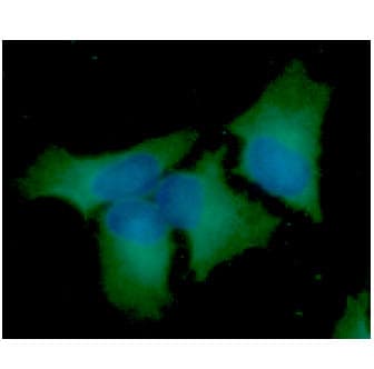 BECN1 / Beclin-1 Antibody (clone AT45E8)