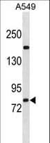 ZNF782 Antibody (aa68-97)