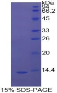 Bovine PIGR Protein (Recombinant His)