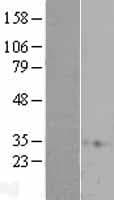 RAP1A Protein (Over-Expression Lysate Myc-DDK (Flag))