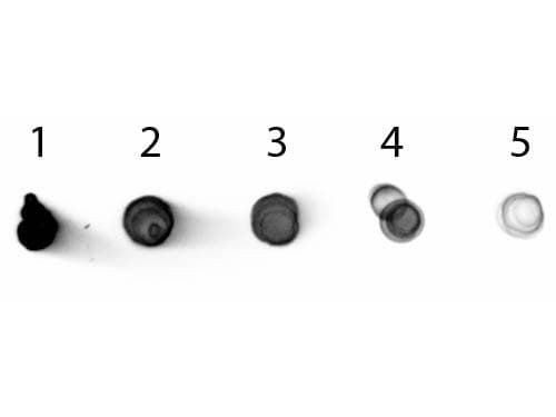 Rabbit Anti-Mouse IgG2b Secondary Antibody (AP)