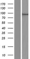 NCBP1 / CBP80 Protein (Over-Expression Lysate Myc-DDK (Flag))