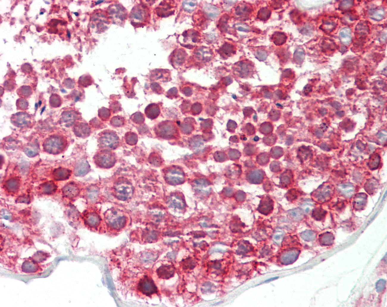 DND1 Antibody (C-Terminus)