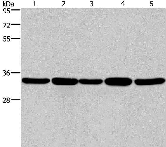 E2F6 Antibody