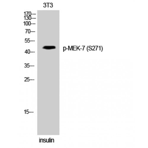 MAP2K7 / MEK7 Antibody (210-290 aa)