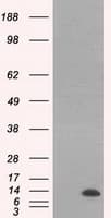 ID3 Antibody (clone OTI7B6)