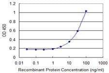 DPAGT2 / DPAGT1 Antibody (clone 1G1)