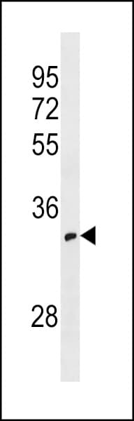 OR52I1 Antibody (aa212-240)