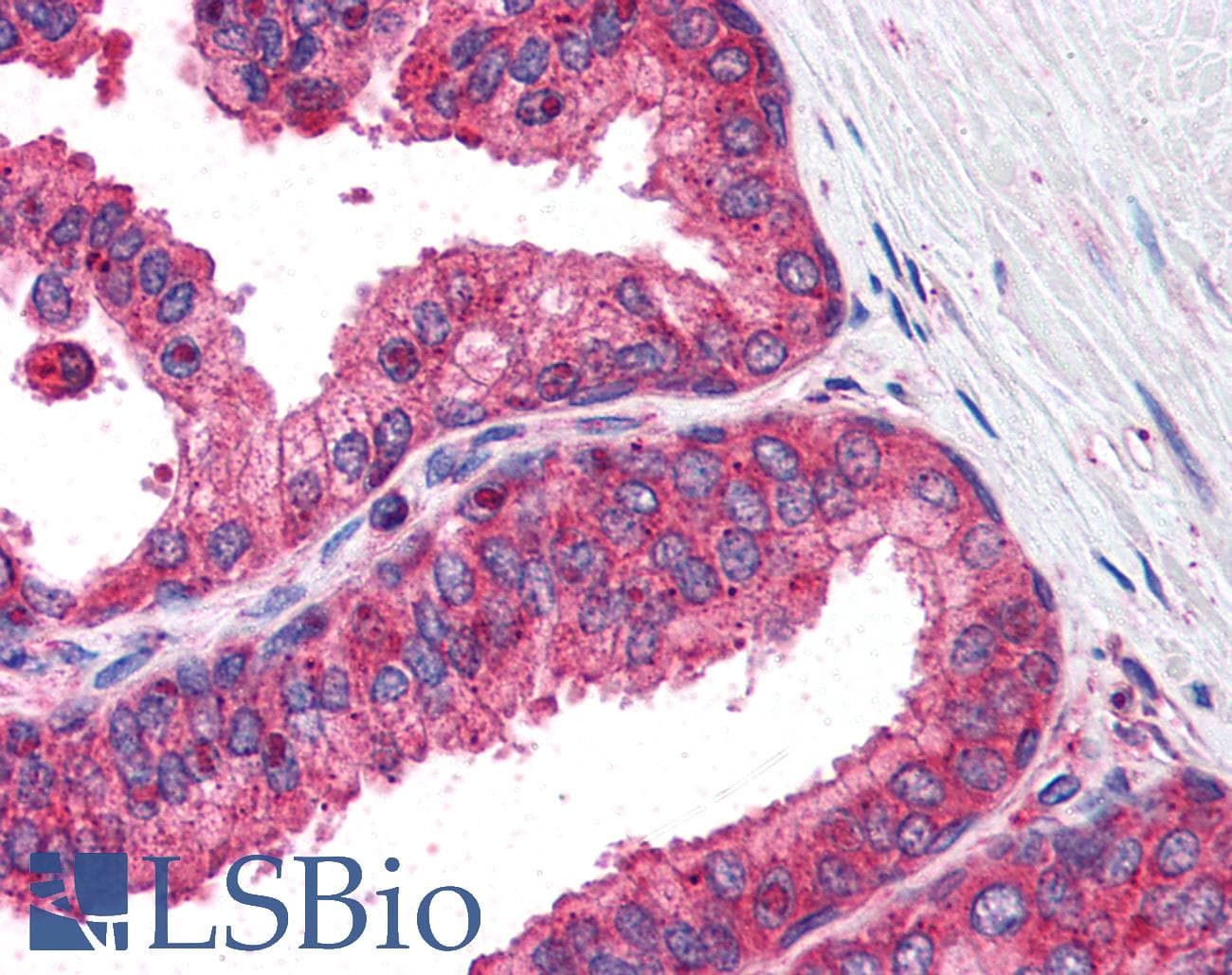 IHC-plus™ IRF3 Antibody