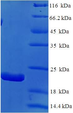 Dog IL18 Protein (Recombinant His)