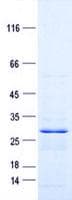 Human Complement C1QA Protein (Recombinant His, N-Terminal)