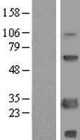 SCNM1 Protein (Over-Expression Lysate Myc-DDK (Flag))