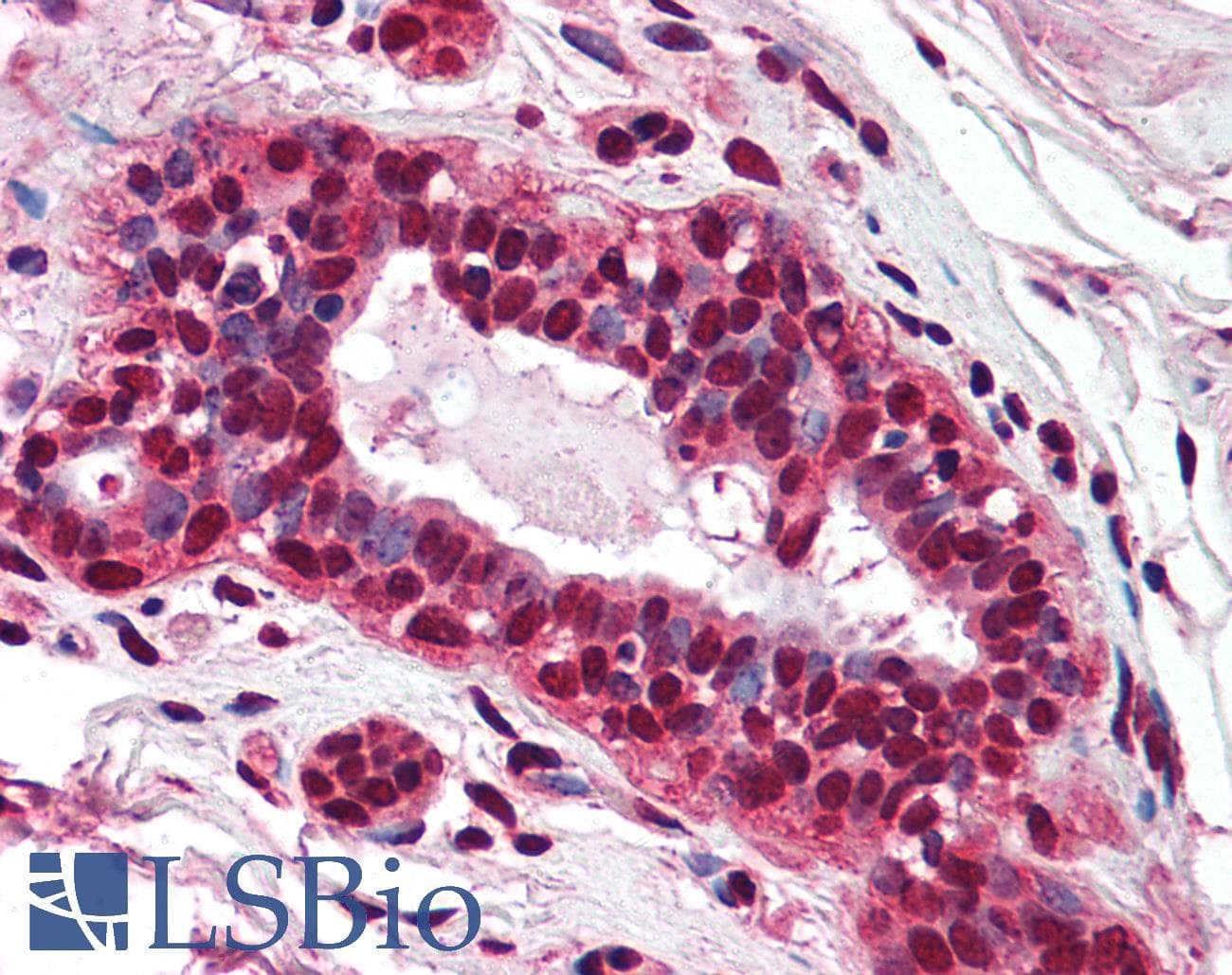 IHC-plus™ Monoclonal Mouse anti-Human PMS2 Antibody (clone 163C1251, aa600-650, IHC, WB)
