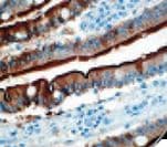 VIL1 / Villin Antibody (clone CWWB1, Ready-to-Use)