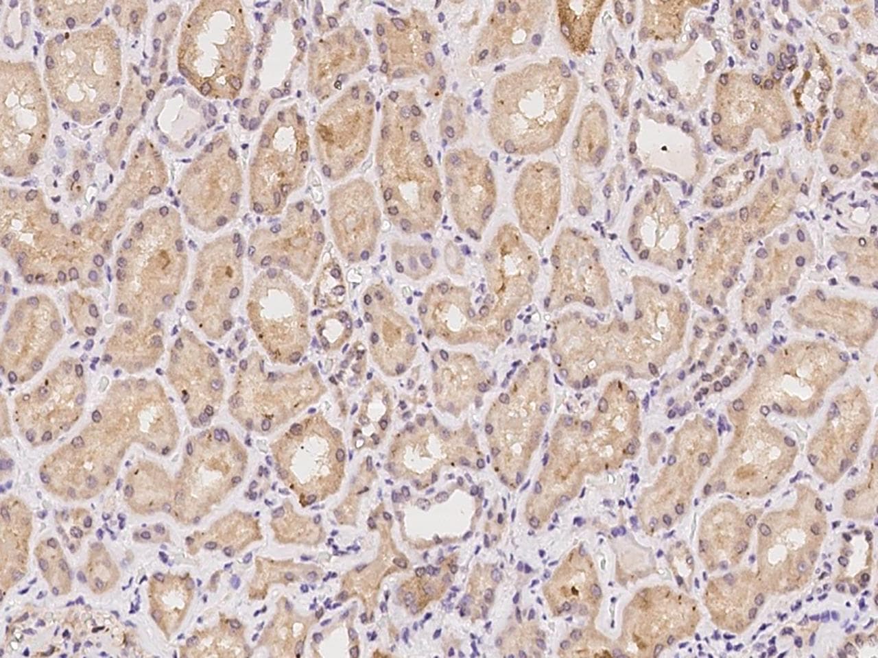 BEND4 Antibody