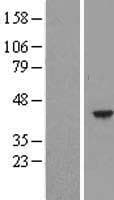 HEMK1 Protein (Over-Expression Lysate Myc-DDK (Flag))