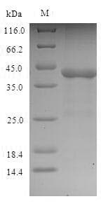 Phleum pratense PHLPI Protein (Recombinant 6His-SUMO, N-terminus)
