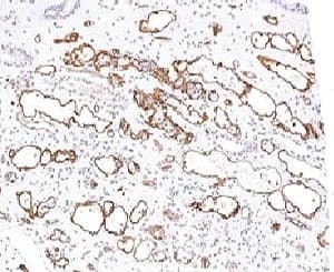 Monoclonal Mouse anti-Human Complement C4d Antibody (clone CPT4d-1, IHC, IF)