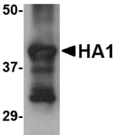 Influenza A Virus Hemagglutinin Antibody (clone 4E10C10)