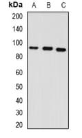 GPAM Antibody