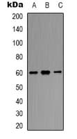 SMAD2 Antibody (Internal)