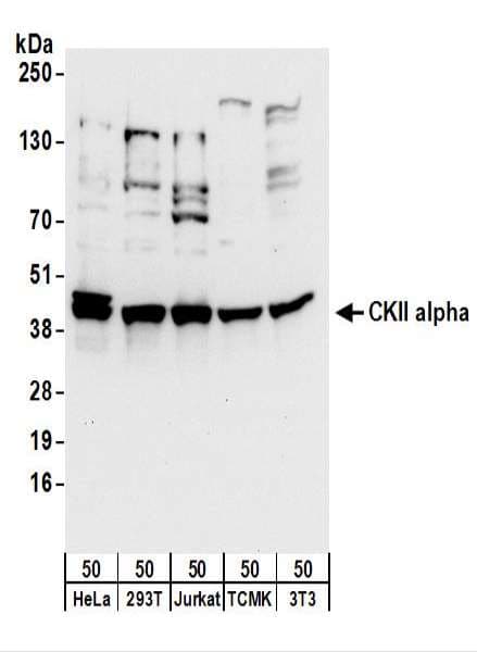 CSNK2A1 Antibody (aa350-C-term)