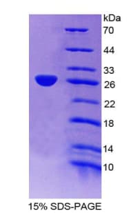 Mouse APOA4 Protein (Recombinant His-S)