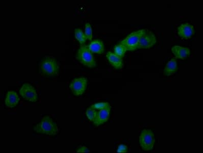 ARHU / RHOU Antibody