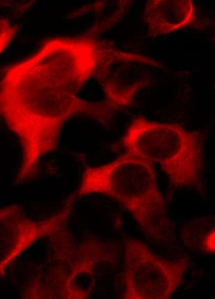 Streptococcus pyogenes CRISPR-associated endonuclease Cas9/Csn1 Antibody (C-term, clone 6F7)