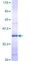 Human PIK3CA / PI3K Alpha Protein (Recombinant GST, N-terminus)