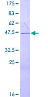 Human PRB3 Protein (Recombinant GST)
